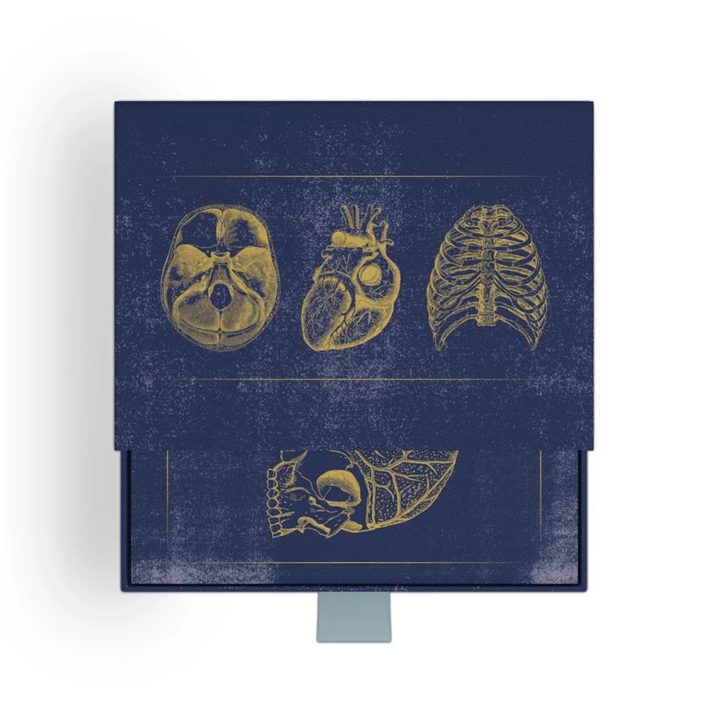 Vintage Anatomy Slipcase Boxed Notecards