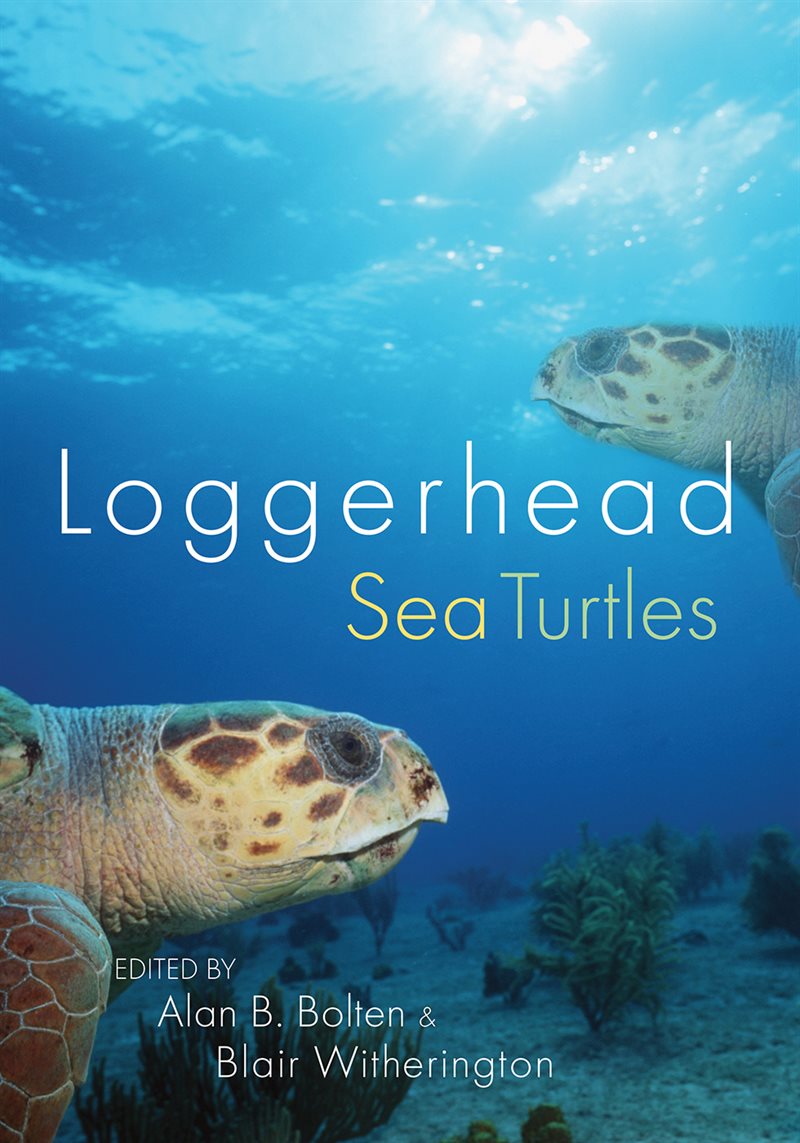 Loggerhead Sea Turtles